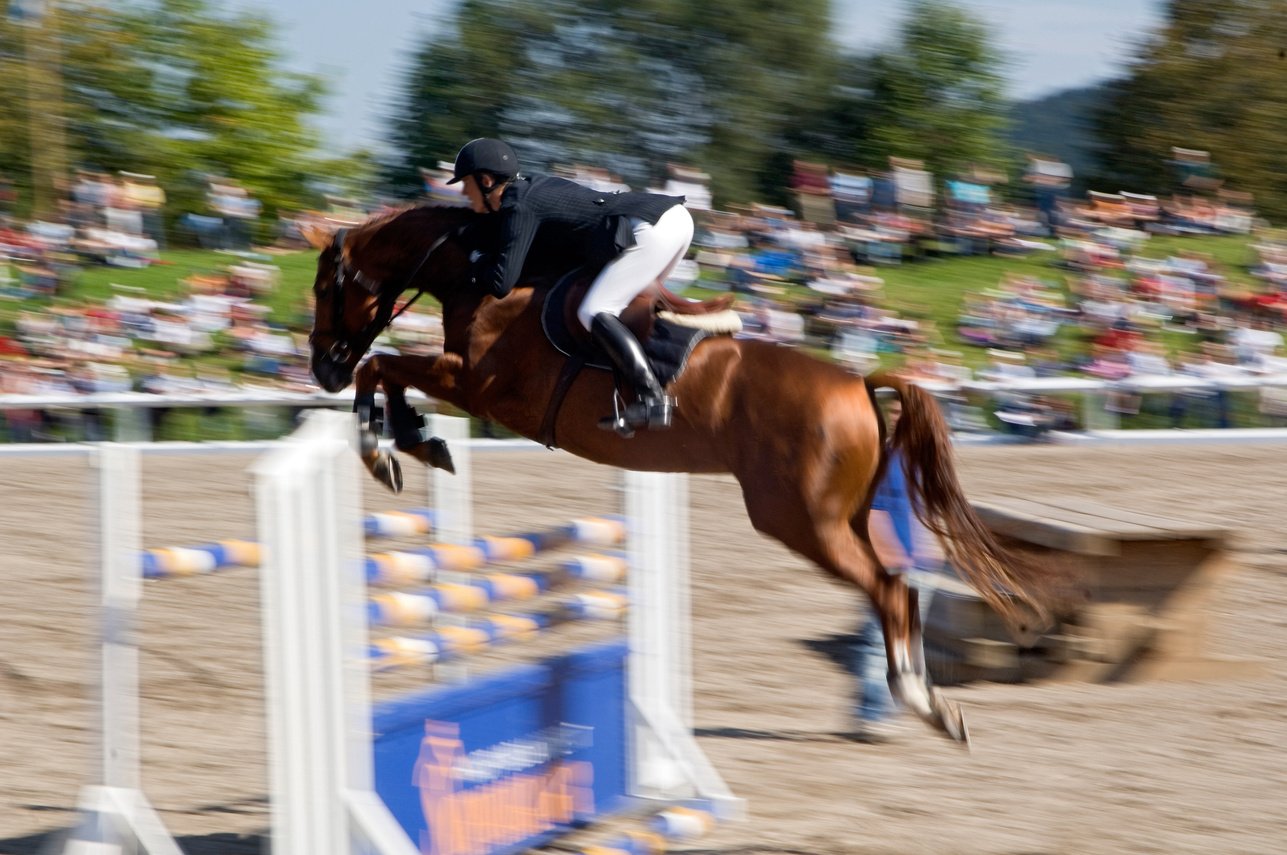 Show Jumping horse and rider